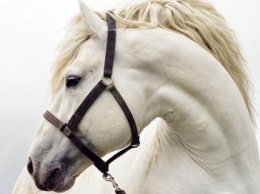 В Симферополе лошадь, провалившаяся под бетонный балкон, отделалась царапиной (ФОТО)