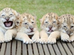 В Великобритании белый лев и тигрица родили лигренка