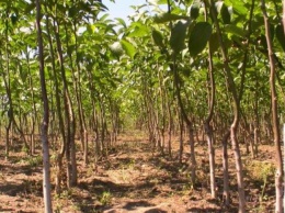 В Украине появится крупнейший в стране ореховый сад