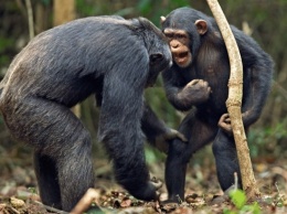 Стая шимпанзе жестоко расправилась с вожаком (фото)