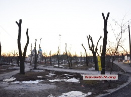 Все на дрова: в Николаеве идет массовая вырубка деревьев