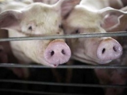 На Луганщине в полицию доставили 130 свиней