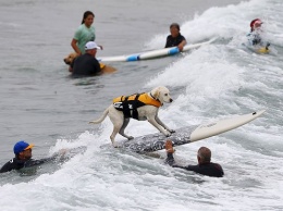 Состоялись соревнования по серфингу для собак (ФОТО)