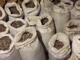 На Житомирщине СБУ изъяла 650 кг янтаря и оружие у организаторов янтарного бизнеса