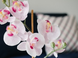 Вот 8 правил ухода за орхидеей. Соблюдайте их - и она будет цвести всегда!