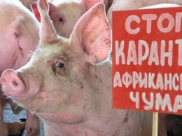 Опасна ли африканская чума свиней для жителей Добропольского района