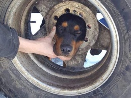 Собака застряла в колесе. Ветеринар не помог