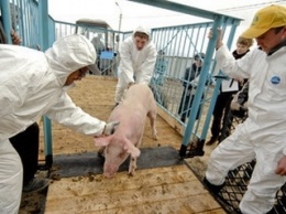 Африканская чума свиней обнаружена в еще одном районе Херсонщины