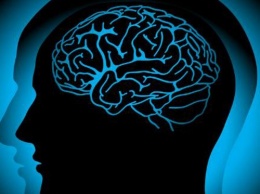 Ученые рассказали, как улучшить способность головного мозга к обучению