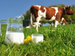 Черниговщина увеличивает производство молока