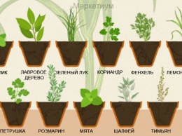 Как выращивать травы в домашних условиях (мяту, тмин, розмарин...)