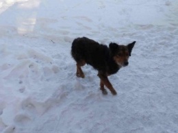 В Запорожье от живодера спасли собаку, которую он порубил сапой, - ФОТО 18+
