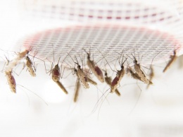 Малярийные паразиты умеют " вызывать такси"