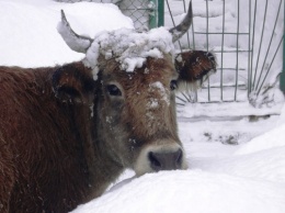 На Днепропетровщине замерзают коровы