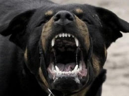 Собачники ограбили одессита, натравив на него бойцовского пса (ФОТО)