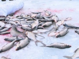 На Киевском водохранилище - угроза массового мора рыбы