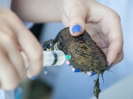 На Дальнем Востоке обнаружили моллюска, способного убивать раковые клетки