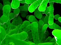 Ученые обнаружили белок, защищающий супербактерии от антибиотиков