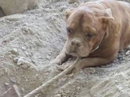 Францию взбудоражила история с заживо погребенной собакой