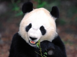 Ученые: Панды обладают уникальным «режимом дня»