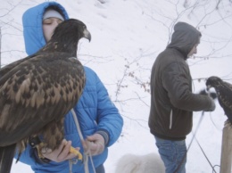Двух редких диких птиц спасли на Прикарпатье
