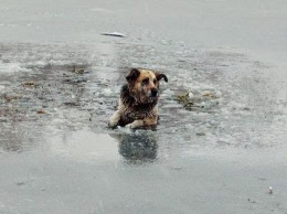 В Запорожской области спасли жизнь собаке, провалившейся под лед (видео)