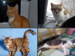 Тимончик, Гера, Патриция, Рита и Рыжик: еще 5 запорожских котиков, которые ищут дом, - ФОТО