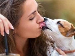 Зачем собаки облизывают человека: 7 причин
