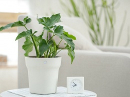 Xiaomi Smart Flower Pot: смарт-горшок для комнатных растений