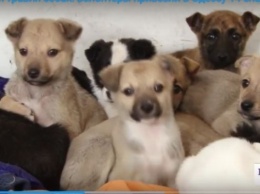 Массовая травля собак: волонтеры привезли в Одессу 14 спасенных щенков