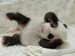В заповеднике Китая родились панды-близнецы