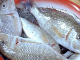 Украинский рыбный рынок «поработила» дорогая импортная продукция - эксперт