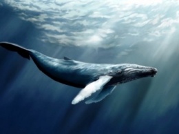 В Херсоне "киты" ведут подростков к самоубийству