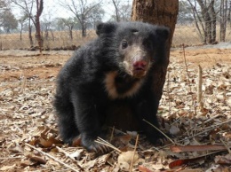 В Индии спасли медвежонка, не покидавшего убитую мать: видео