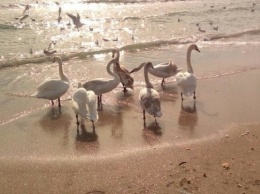 Лебеди обживают одесские пляжи