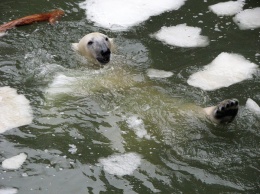 Николаевский зоопарк поздравил горожан с Днем белого медведя