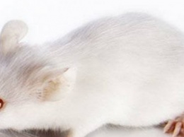 Ученые открыли новые способности мышей