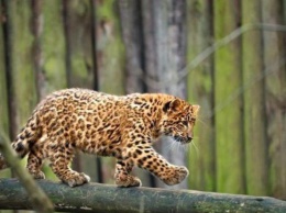В Индии леопард напал на местных жителей (видео)