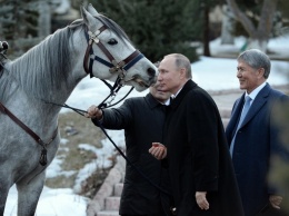 "Лошадь в обмен на 100 млрд": в сети высмеяли подарок Путину от президента Кыргызстана