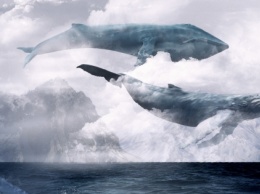 В Голой Пристани дети 6-11 классов все больше вовлекаются в смертельную игру «Синий кит»