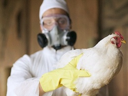 На тайваньских фермах зафиксированы новые вспышки птичьего гриппа