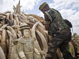 "Зеленый" спецназ: как израильские военные спасают африканских слонов
