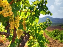 Виноградари не получат компенсаций за проходящую по их полям трассу «Таврида»