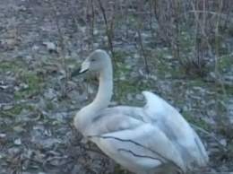 Лебедей, спасенных этой зимой в Скадовске, передали в заповедник