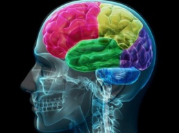 Ученые: Выявлен участок человеческого мозга, который отвечает за любовь и сексуальное влечение
