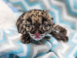 В зоопарке Нэшвилля родился первый дымчатый леопард (видео)