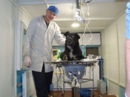 В Доброполье завершился пробный этап программы по стерилизации бездомных животных