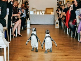 Британская пара сыграла свадьбу с пингвинами