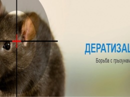 Киев начнут избавлять от опасных крыс