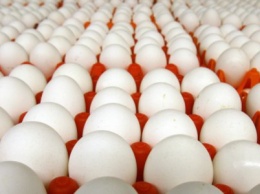 Тернопольская область наращивает производство яиц